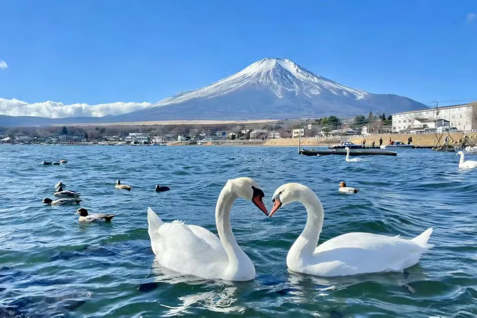 东京出发富士山与山中湖一日游主图