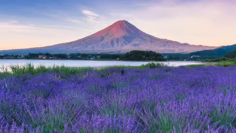 Mount Fuji and Lake Yamanaka tour scene 09